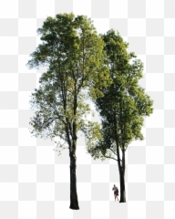 Poplar Tree Transparent Background Png Group Of Trees