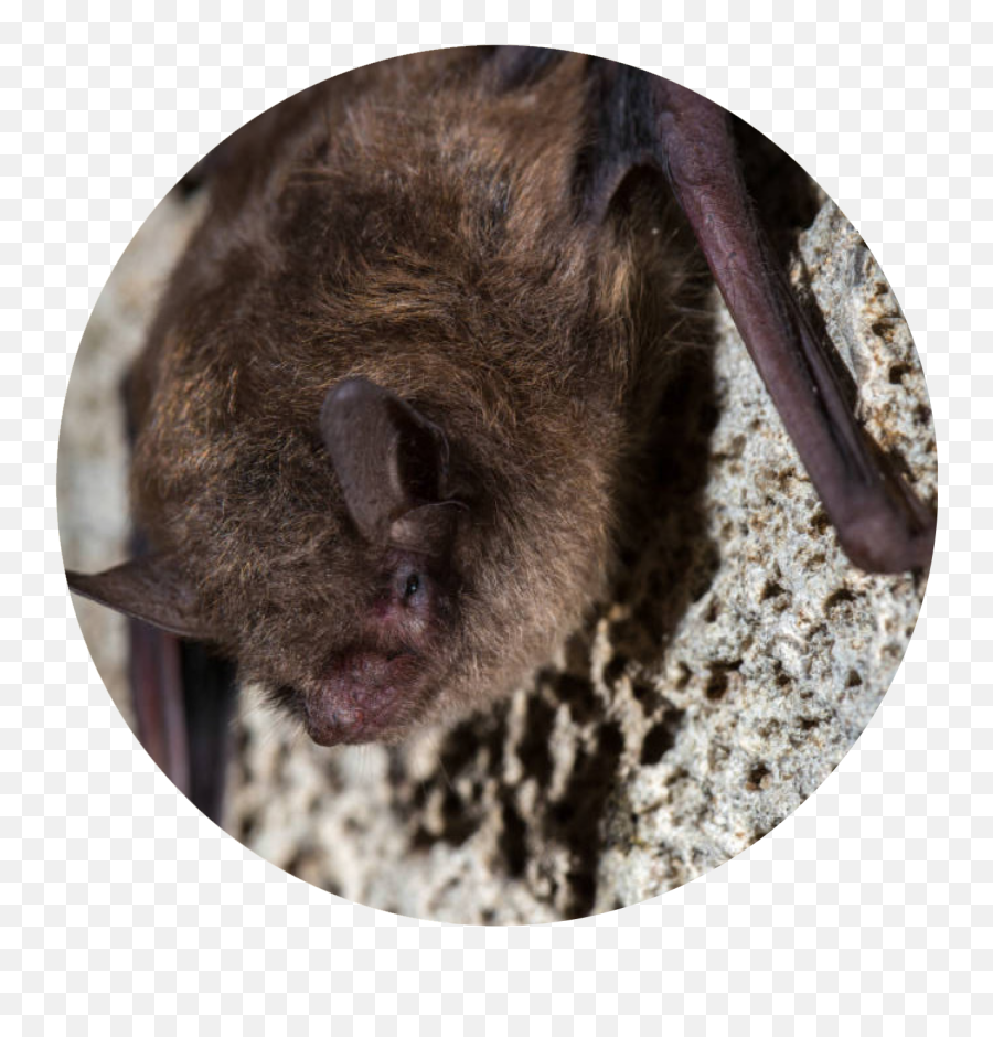 Indiana Bat - Bat Week Punxsutawney Phil Png,Bat Png