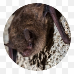 Indiana Bat - Week Punxsutawney Phil png