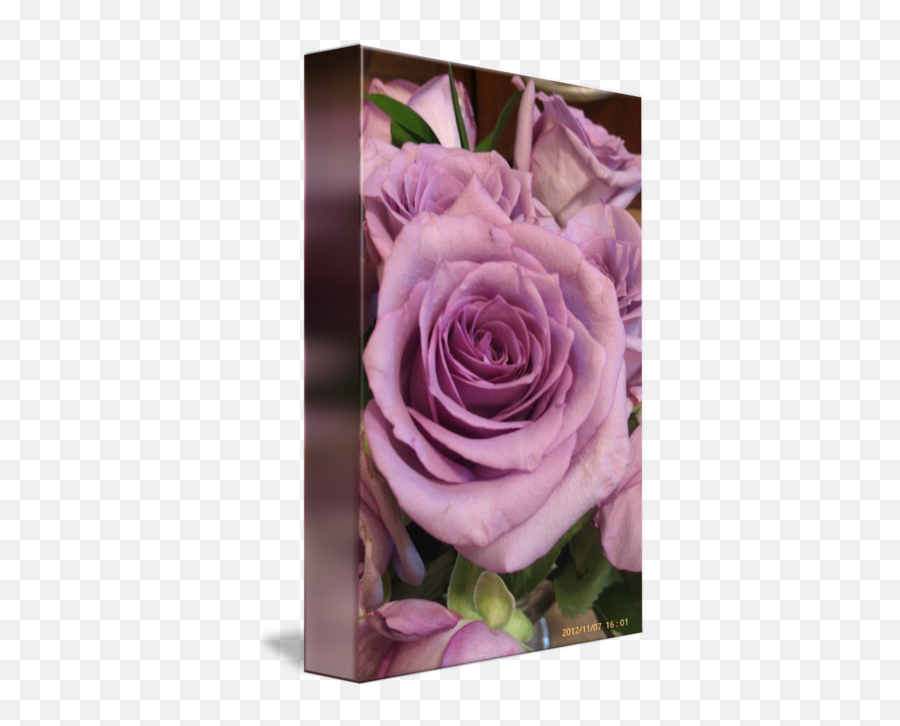 Romantic Purple Roses By Marie Millard Png