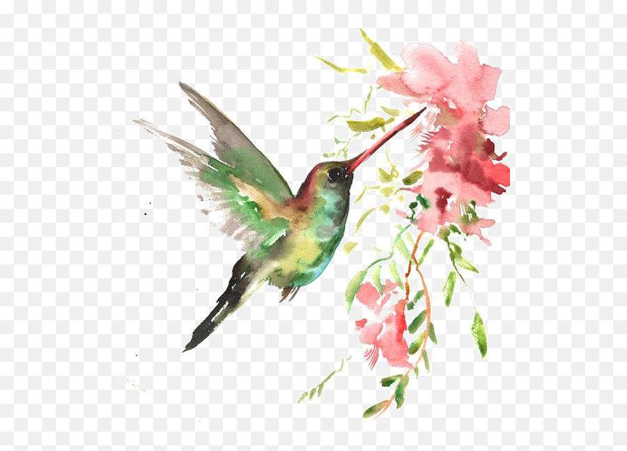 Library Of Hummingbird Watercolor Vector Black And White - Watercolor Flowers And Hummingbird Png,Hummingbird Transparent Background