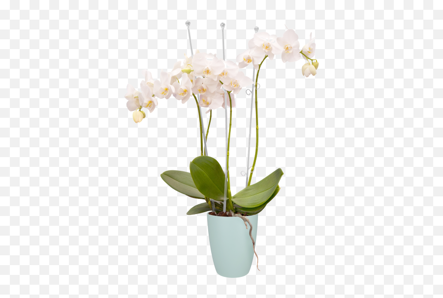 Brussels Orchid High - Orchideco Elegance Png,Planters Png
