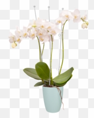 Brussels Orchid High - Orchideco Elegance Png,Planters Png