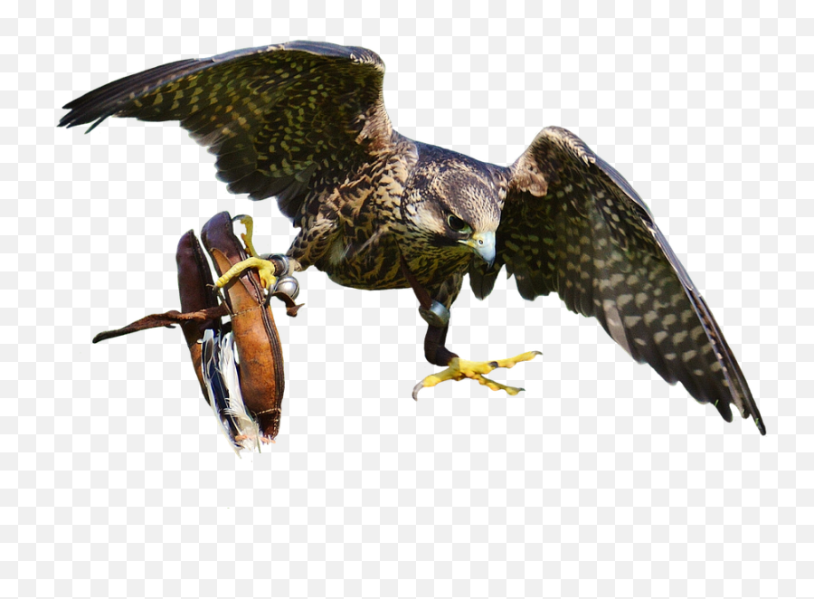 Falcon Transparent Png Image - Falcon Bird Transparent,Falcon Transparent