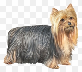 Yorkshire Terrier Dog Png Free Download - Yorkshire Terrier Png,Cute Dog Png