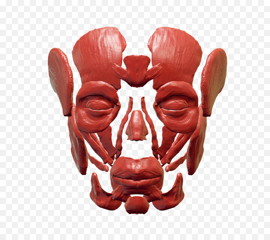 Skull And Crossbones Png Transparent - Fiddler Crab,Skull Face Png