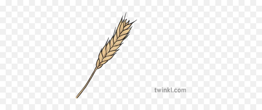 Wheat Illustration - Mindfulness Colouring Letter Z For Kids Png,Wheat Png