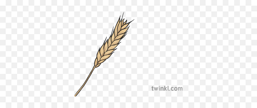 Wheat Illustration Mindfulness Colouring Letter Z For Kids Png Wheat Png Free Transparent Png Images Pngaaa Com