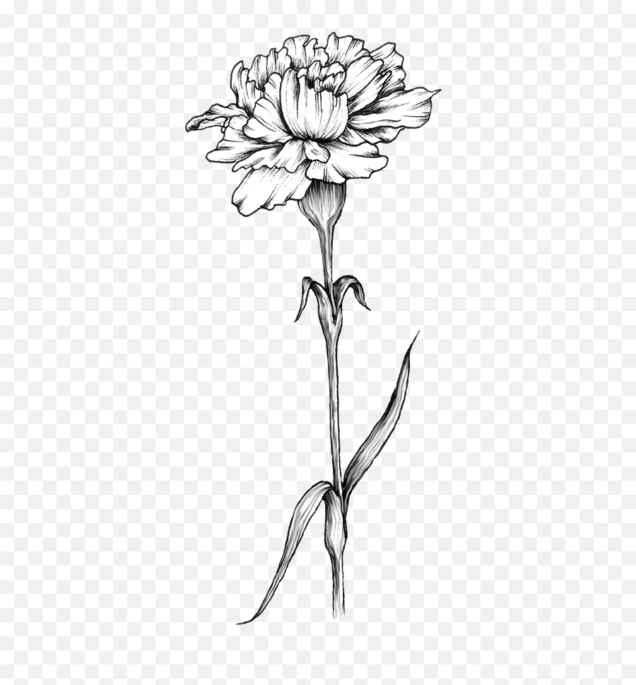 Carnation Flower Tattoo - Carnation Flower Tattoo Design Png,Carnation Png  - free transparent png images 