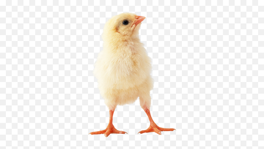 Pin By Badera - Baby Chicken Png,Baby Chick Png