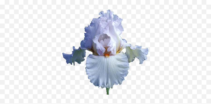 Iris White Transparent Png - Transparent Background Iris Flower Png,Iris Flower Png