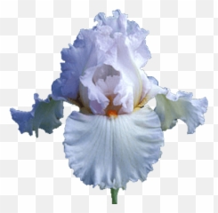 Iris White Transparent Png - Background Flower