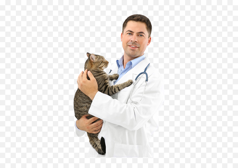 The Vet Service - Veterinary Jobs Worldwide Domestic Cat Png,Veterinarian Png