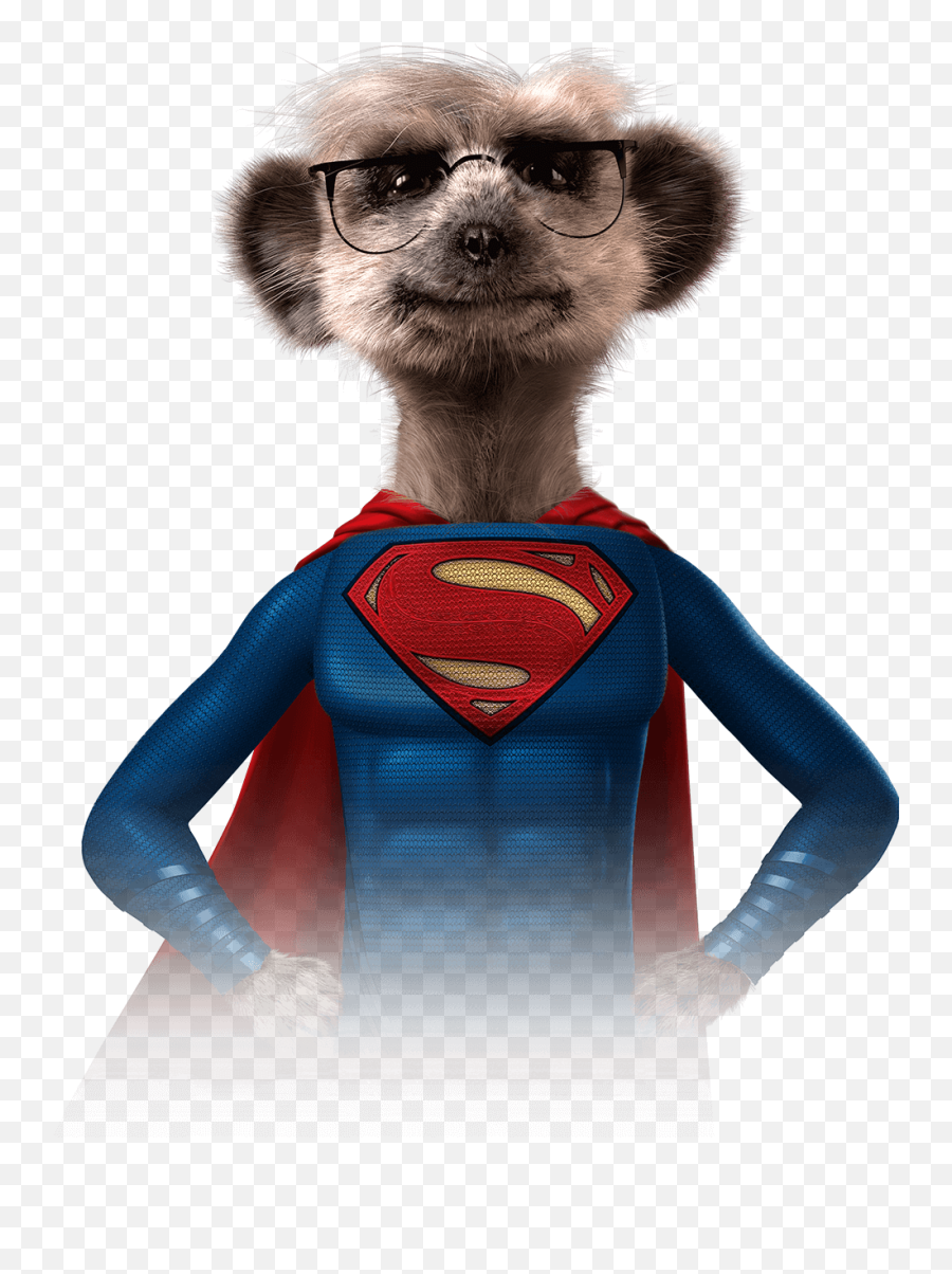 Meerkat Download Rebecca Richardson Size U003e 1000x1263 Pixel - Compare The Meerkat Superman Png,Meerkat Png