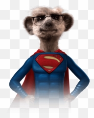 Meerkat Download Rebecca Richardson Size U003e 1000x1263 Pixel - Compare The Meerkat Superman Png,Meerkat Png