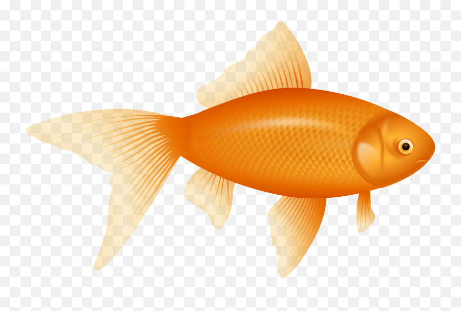 Enhancement Expose Control Over Png Idat Chunk Size Issue - Goldfish Clipart,Fin Png