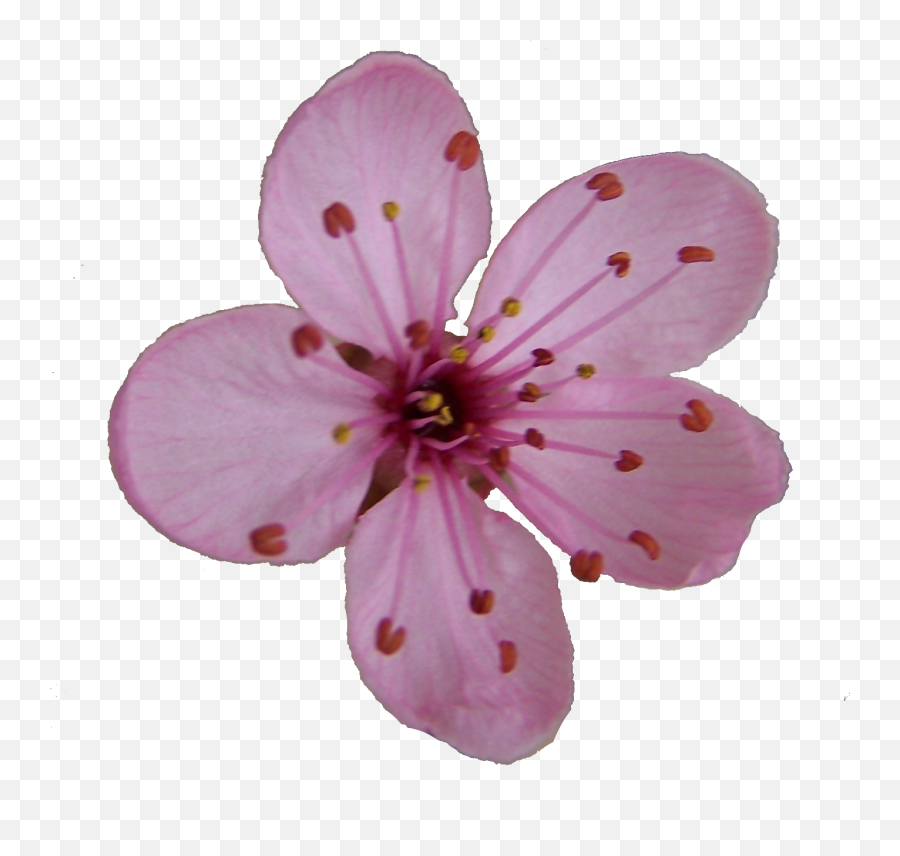 Library Of Flower Blossom Jpg Png Files - Cherry Blossom Single Flower,Cherry Blossom Branch Png
