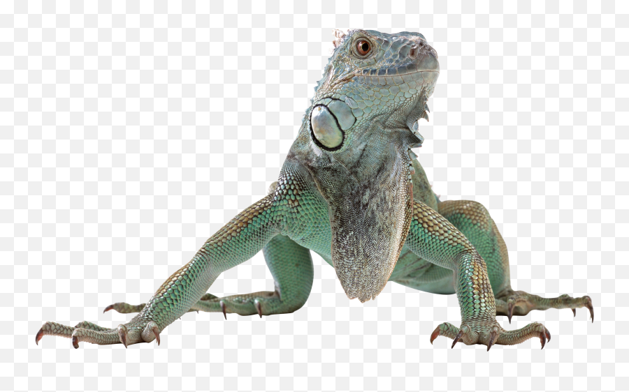 Lizard Png - Transparent Background Reptile Png,Lizard Transparent