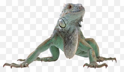 Lizard Png - Transparent Background Reptile