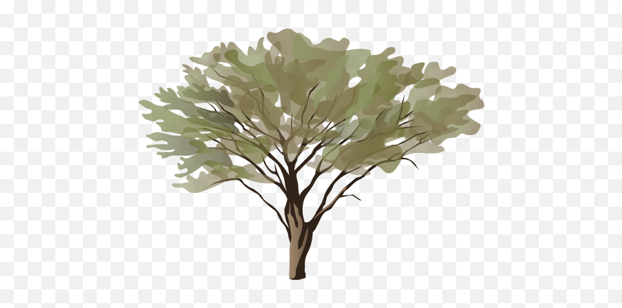 Acacia Spp - Art Png,Acacia Tree Icon