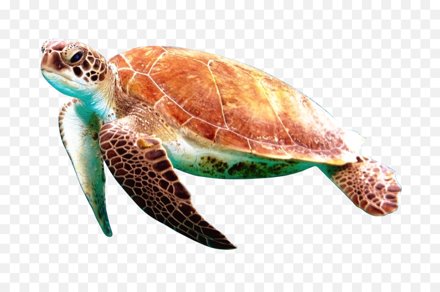Turtle Png Image - Sea Turtle No Background,Cute Turtle Png