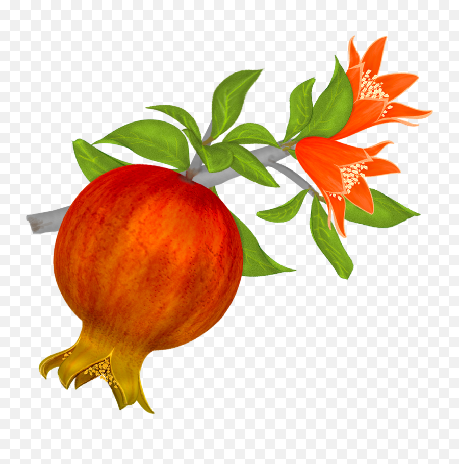 Pomegranate Clipart Branch - Pomegranate Icon Png,Pomegranate Transparent