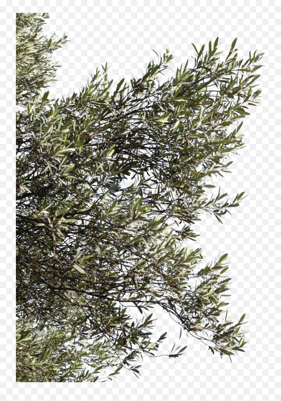 20472 Kbytes V75 Olives - Transparent Background Olive Tree Png,Tree Bark Png