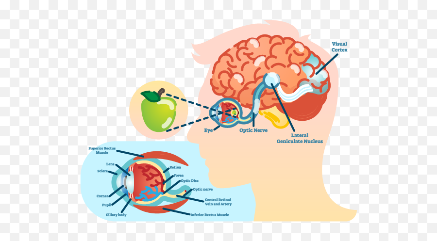 How Vision Works - Brainhq From Posit Science Eye And Brain Diagram Png,Brain Transparent Background