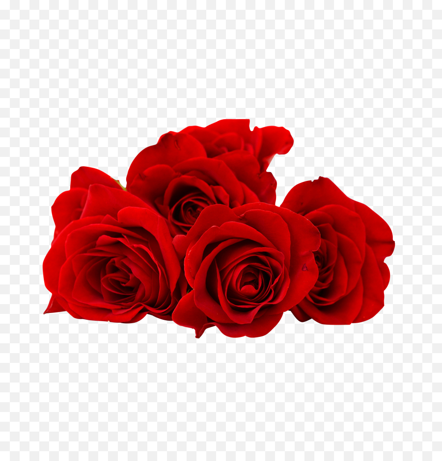 Red Rose Flower Png Image Free Download - Red Roses Png,Red Rose Png