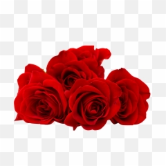 Red Rose Flower Png Image Free Download - Roses