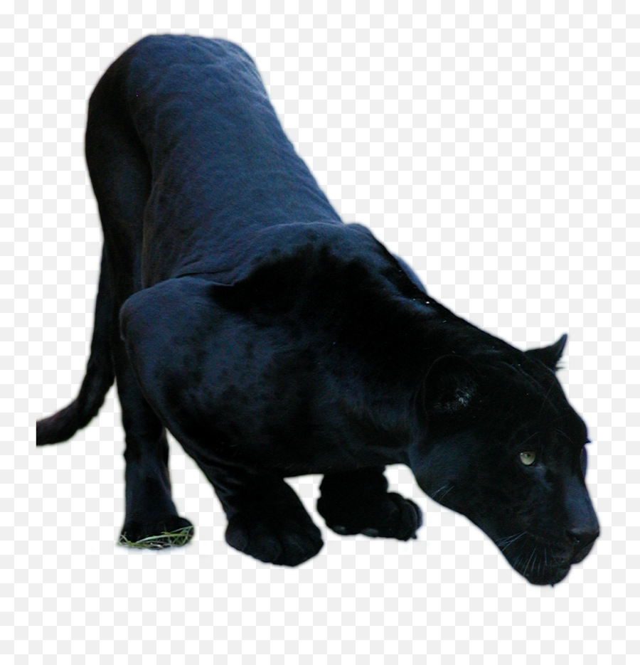 Black Jaguar Png 2 Image - Black Jaguar Animal Png,Jaguar Png