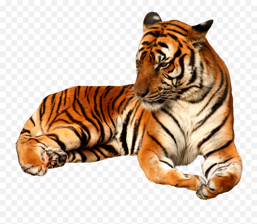 Tiger Png Images - Transparent Tiger Png,Tigers Png