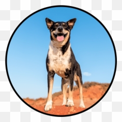 Experience Broome Pet Photography Png Nala
