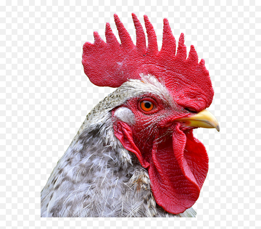 Chicken Head Png 5 Image - Rooster Head Transparent Background,Chicken Head Png