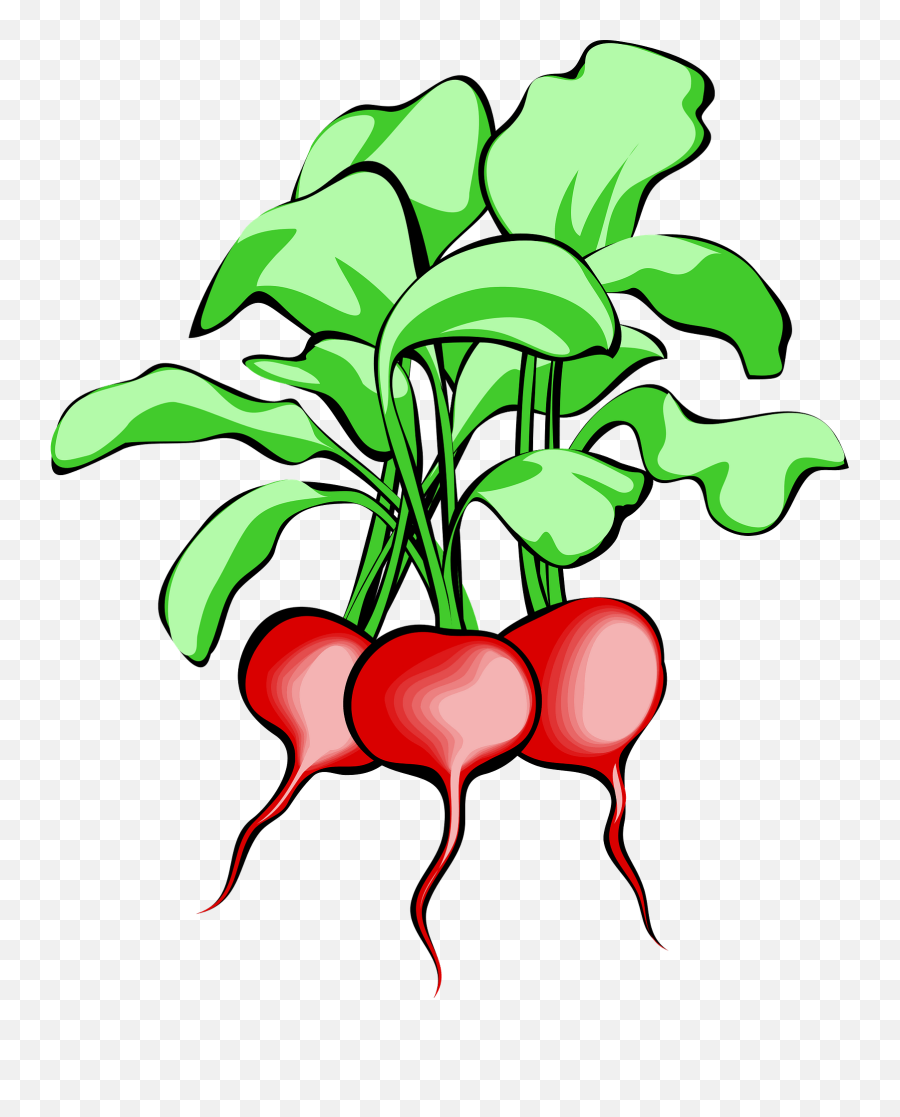 Beet Beetroot Vegetable - Clip Art Radish Png,Beet Png