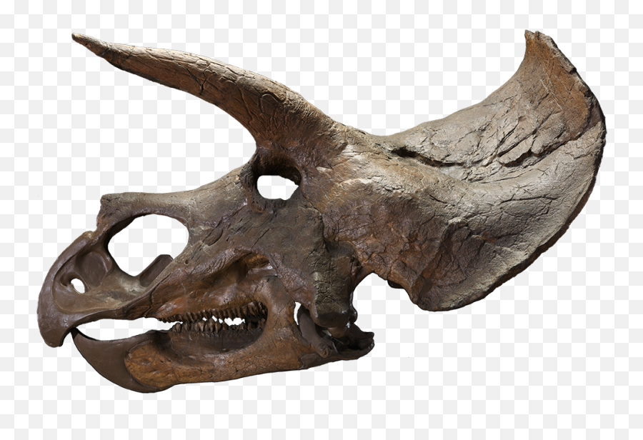Triceratops Png Hd Pictures - Vhvrs Triceratops Skull Png,Fossil Png