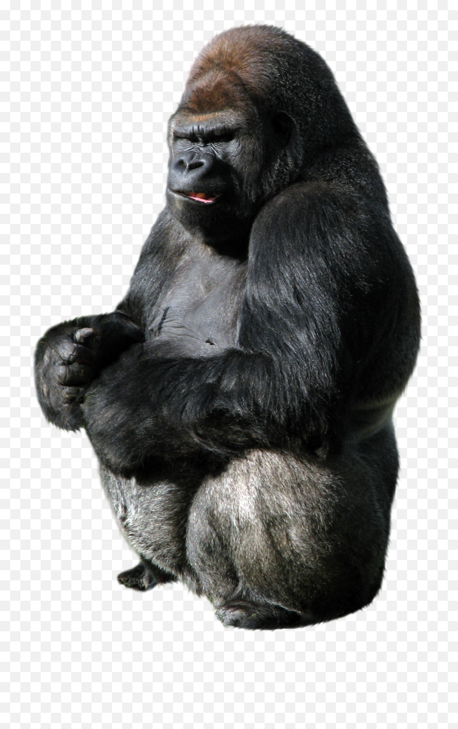 Orangutan Transparent Background Png - Gorilla Transparent Background,Orangutan Png