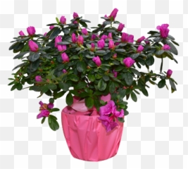 Florist - Azalea Homestead Gardens Inc Bougainvillea Png,Azalea Png