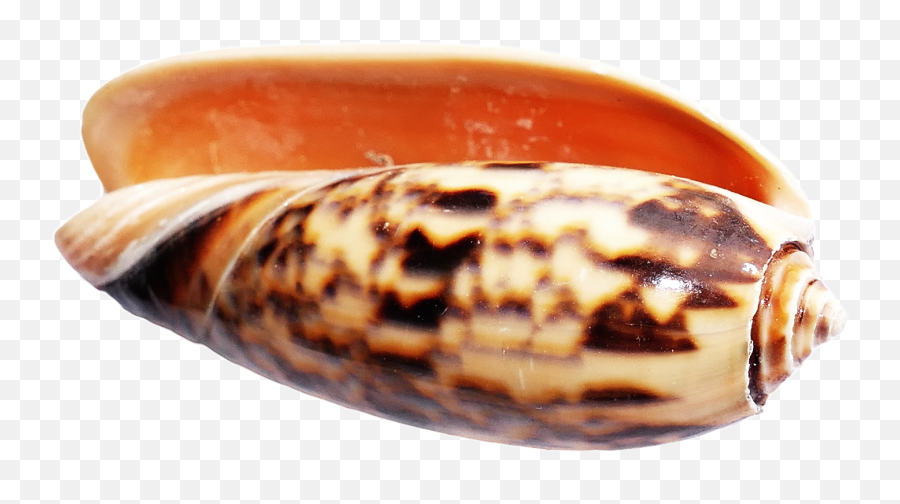 Download Sea Ocean Shell Png Image - Seashell Png Image With Seashell,Seashell Png