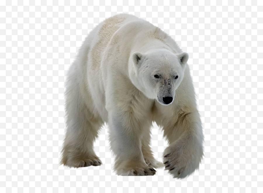 Real Polar Bear Png Transparent Image - Transparent Background Polar Bear Png,Polar Bear Transparent Background