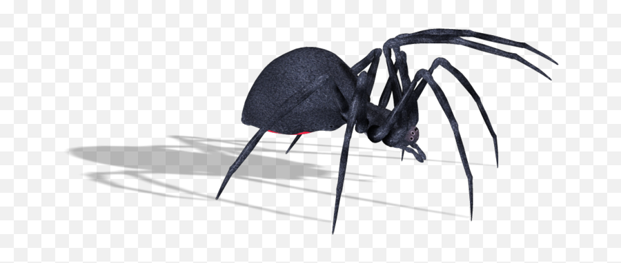 Transparent Black Widow Spiders Png - Spider,Black Widow Spider Png