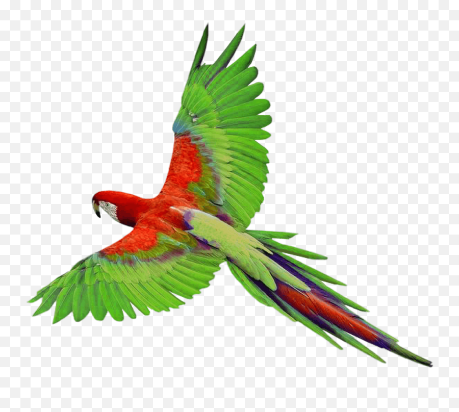 Parrot Png - Flying Parrot Png,Parrot Transparent