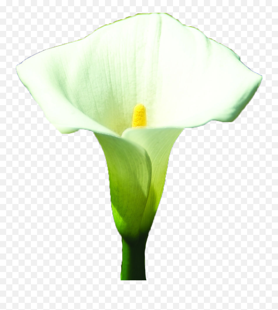 Arum - Giant White Arum Lily Png,White Lily Png