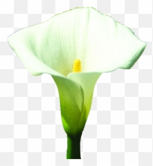 Arum - Giant White Arum Lily Png,White Lily Png