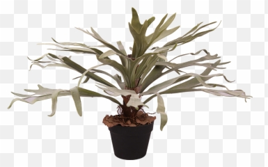 Download Pl115 - Houseplant Png,Planters Png