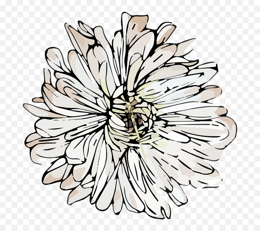 White Chrysanthemum Flower Png