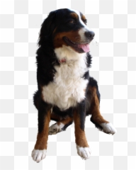 Download Cute Dog Png Image For Free - Dog No Background Png,Cute Dog Png
