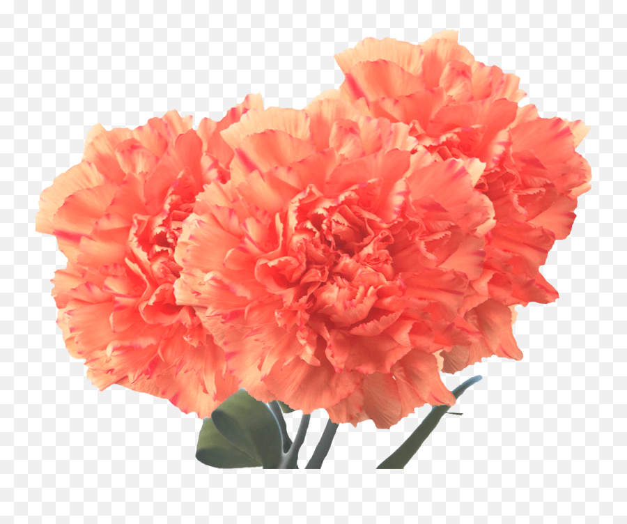 Beautiful Orange Carnation Flowers - Carnation Flowers Png,Carnation Png