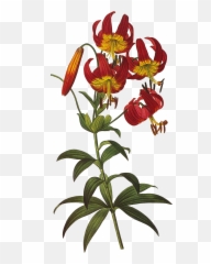 Vintage Floral Png Transparent - Redouté