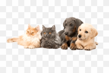 Veterinarian Brunswick Me Topsham Androscoggin Animal - Labrador Retriever Png,Veterinarian Png